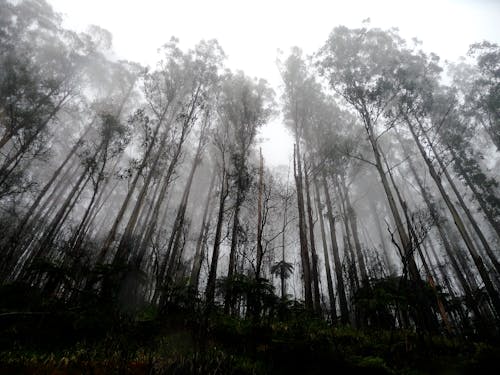 Tall Trees in the Forest Covered in Fog