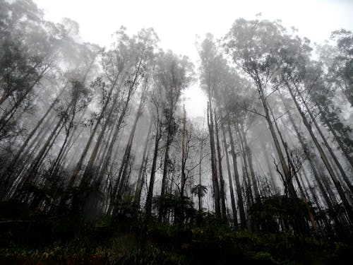 Foto profissional grátis de alto, árvores, assustador