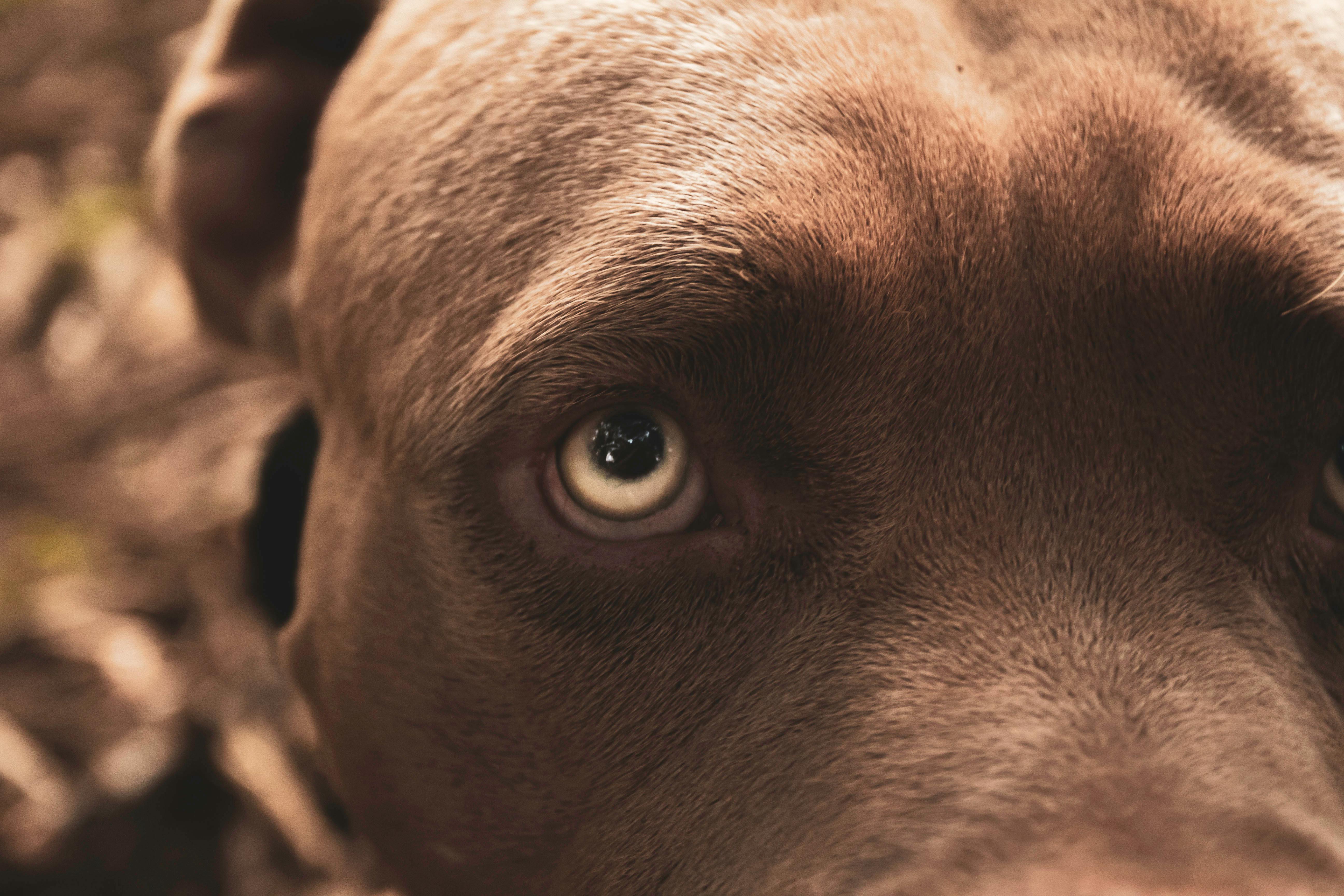 A Close Up of a Dog's Eye