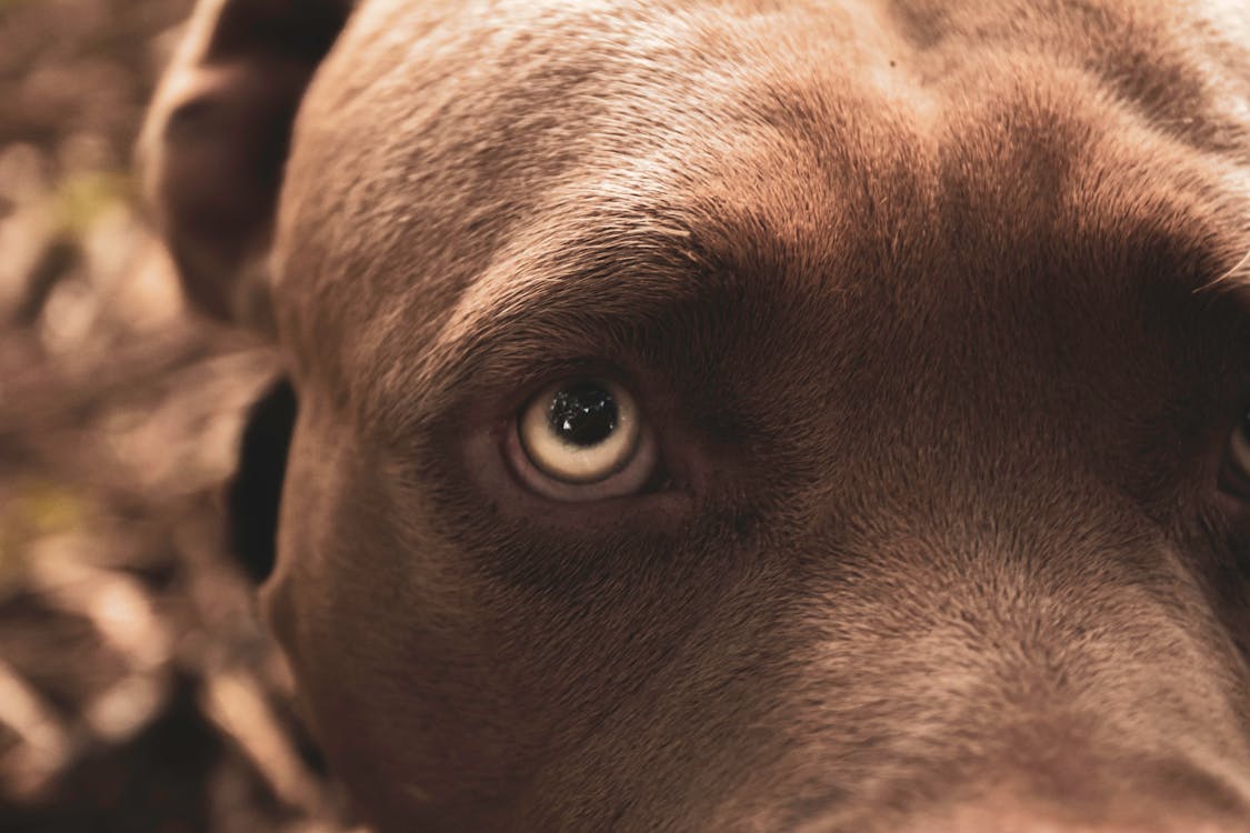 Bezpłatne Darmowe zdjęcie z galerii z fotografia zwierzęcia, oko, pies Zdjęcie z galerii