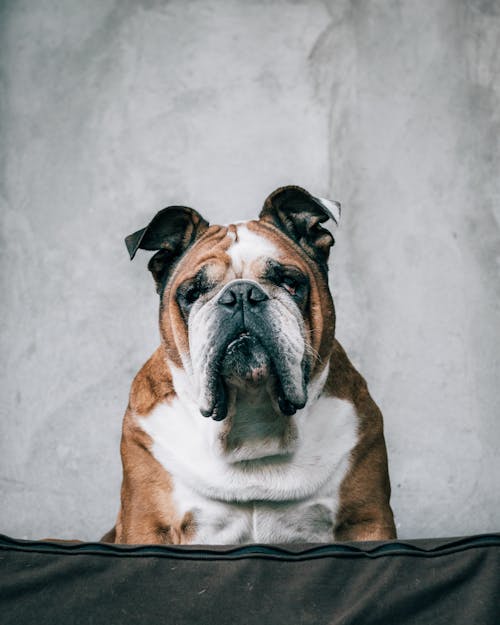 Cute calm Bulldog with unemotional expression sitting on soft mattress against gray uneven wall and looking at camera