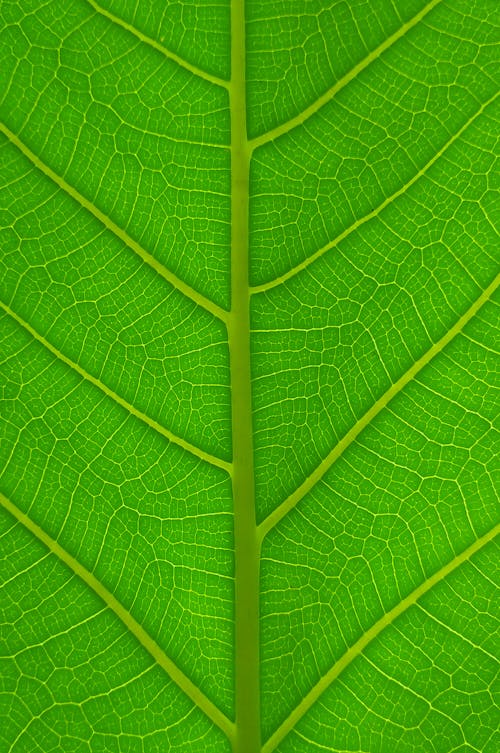 Green Leaf in Macro Photography