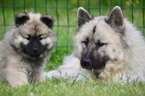 Free Mother and Child Eurasier Dogs on the Grass Stock Photo