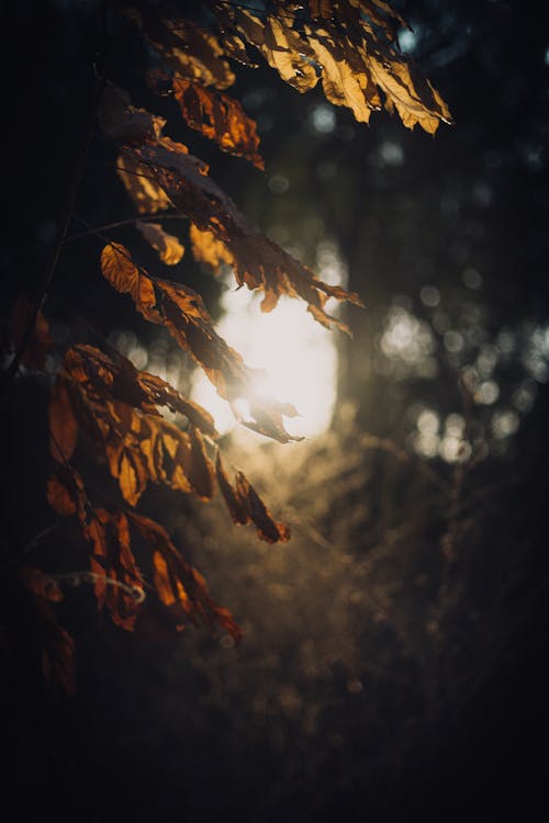 Free Bright sun lighting dry yellow leaves of tree growing among plants in woodland Stock Photo