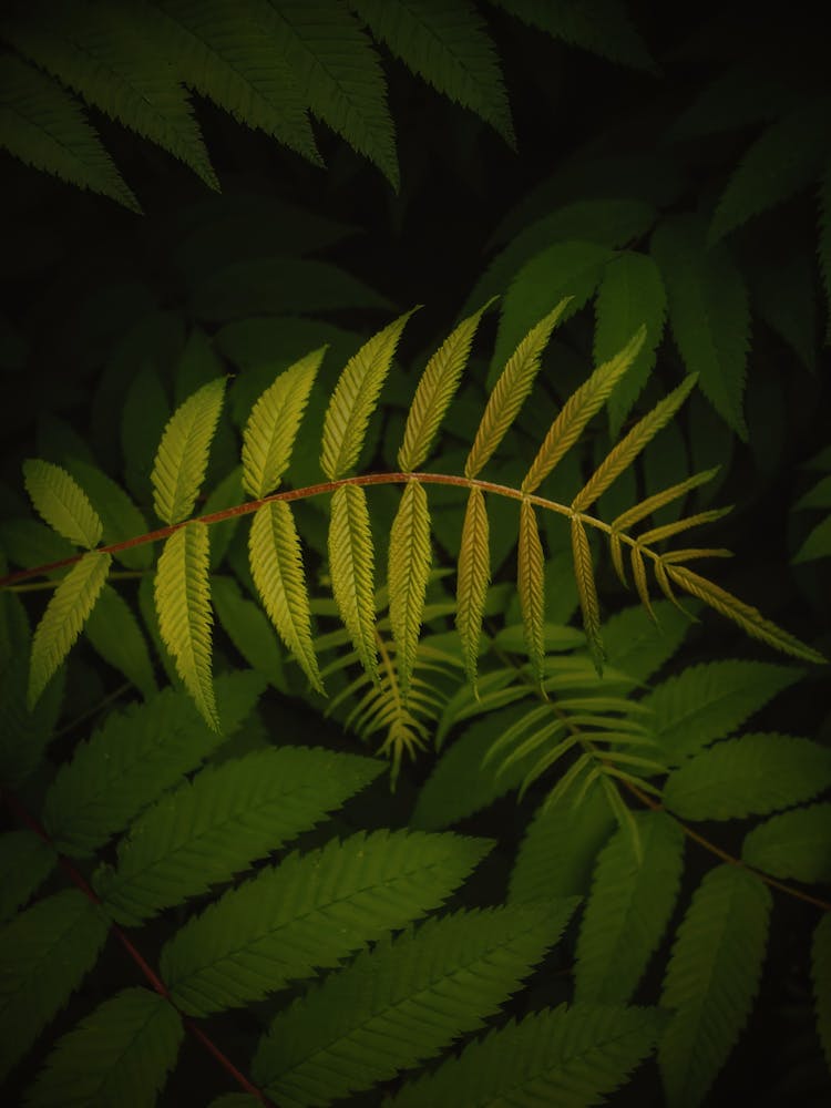 Green Leafy Fern