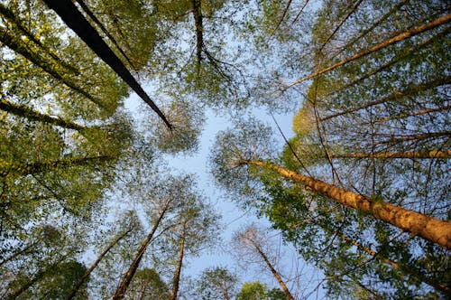 Imagine de stoc gratuită din codru, copaci înalți, falnic