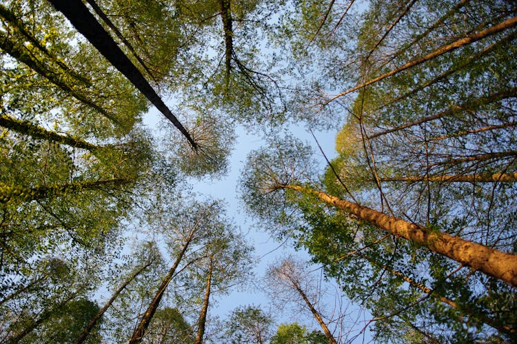 Towering Trees Of The Forest