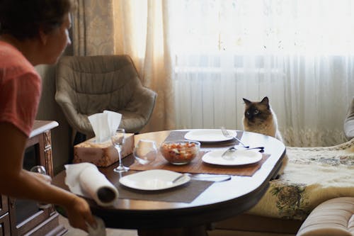 Free A Cat Waiting for Dinner Stock Photo