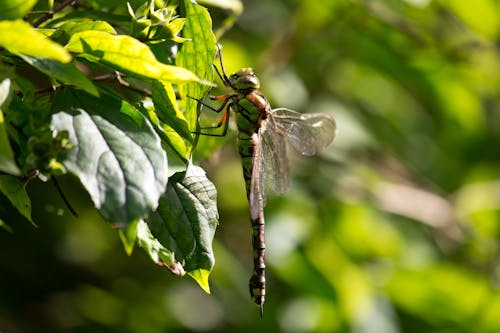 Gratuit Imagine de stoc gratuită din insectă, libelulă, macro shot Fotografie de stoc