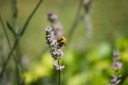 Free A Bee Feeding on Lavender Stock Photo