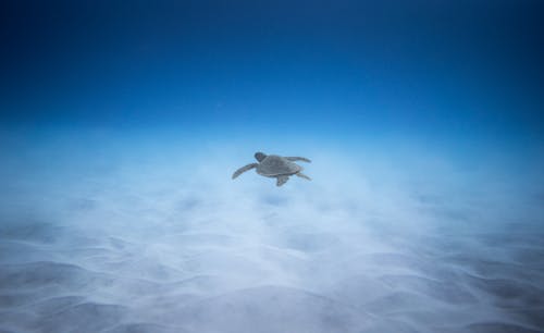 Adorable marine turtle swimming underwater of blue ocean near sandy bottom in sunlight