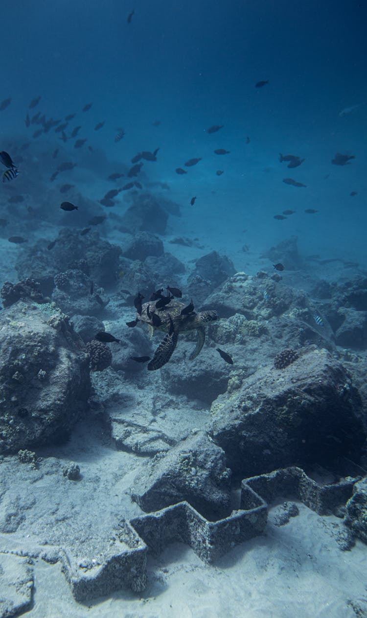 Fish Floating Near Bottom Of Blue Sea