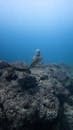 Turtle swimming underwater of blue sea near ancient Buddha statue of hidden temple in daytime