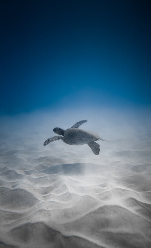 Adorable Tortue Nageant Sous La Mer Près Du Fond De Sable