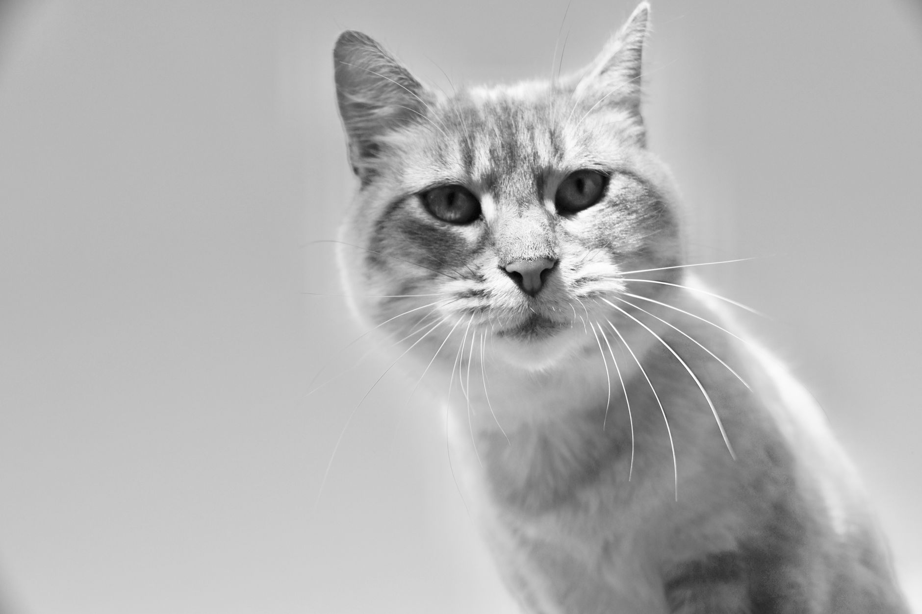 Veterinary care for a cat