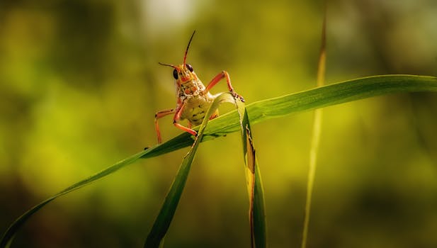 Close-up of a grasshopper perched on a leaf with a blurred background.