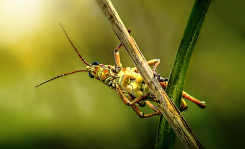 Foto profissional grátis de ao ar livre, caule, empoleirado