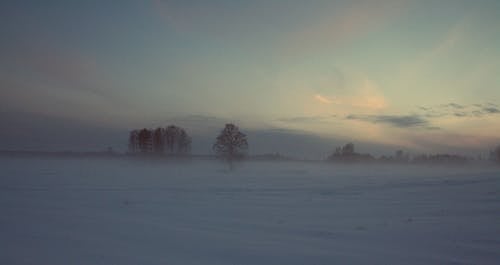 Free stock photo of fog, nature, snow