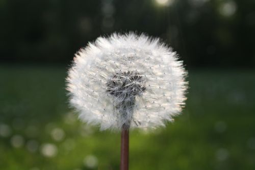 Free A detailed shot of a dandelion seed head against a blurred green background Stock Photo