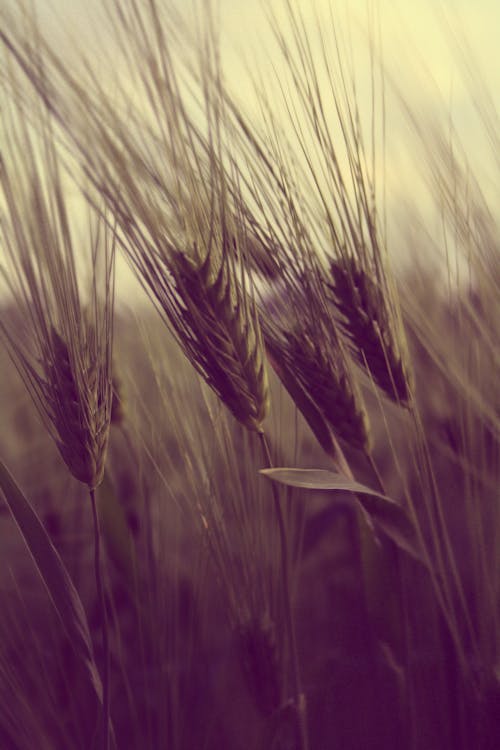 Wheat Field