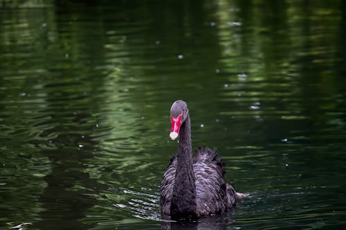 Foto profissional grátis de água, ave, cisne negro