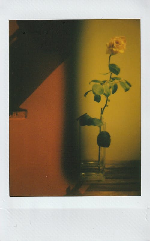 Foto stok gratis bunga, film instan, filter warna