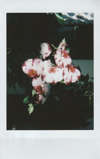 Vintage instant film photo capturing the beauty of orchid flowers with delicate colors and texture.