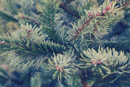 Free stock photo of spruce