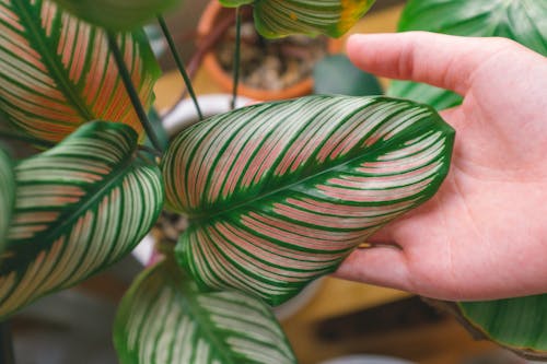 Ilmainen kuvapankkikuva tunnisteilla alocasia, käsi, kasvien valokuvaus