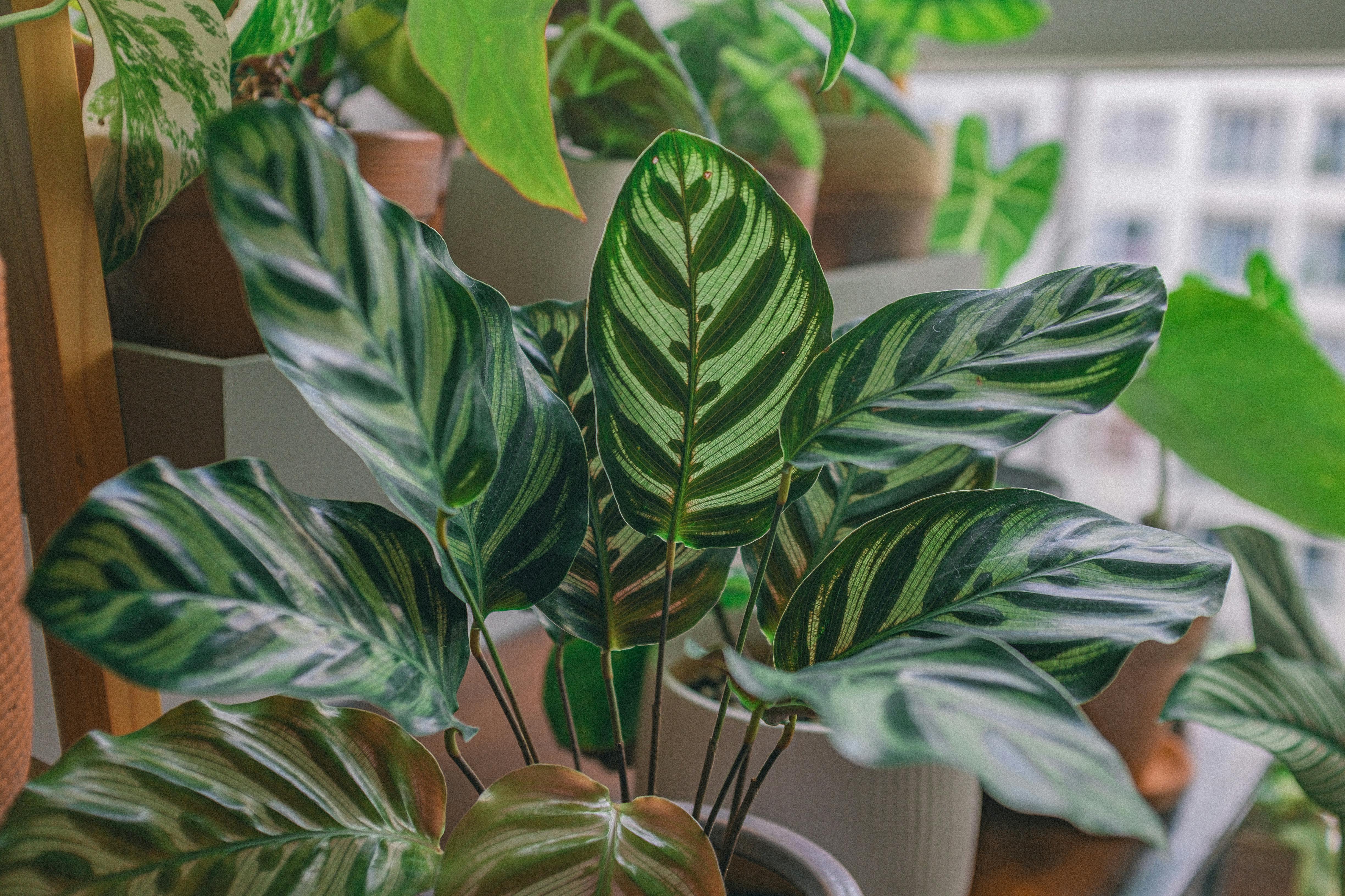 A Calathea placed in a bright, airy living room with no direct sun hitting the leaves - calathea house plant
