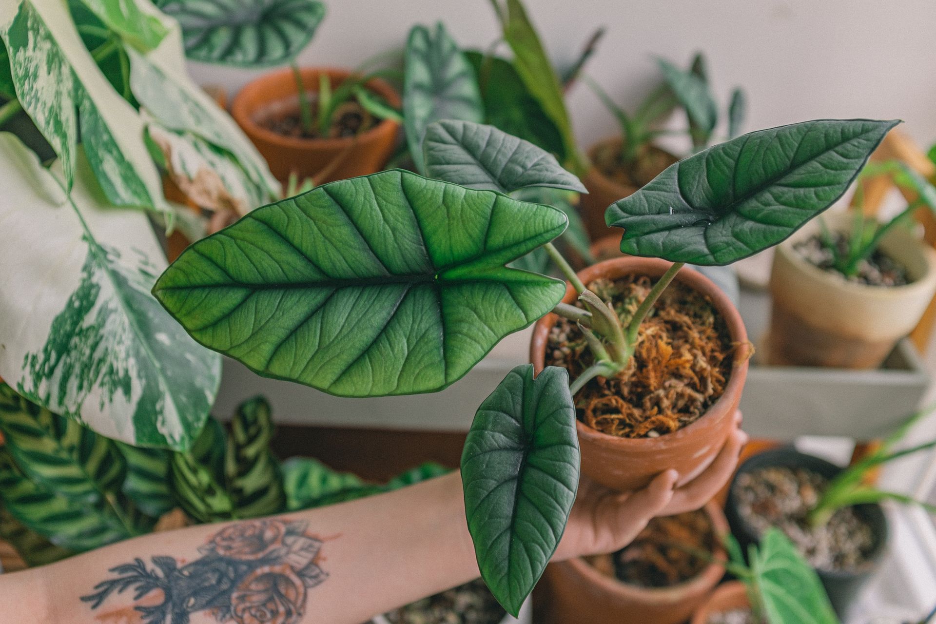 Detailed close-up of a hand holding an Alocasia plant in an indoor setting, showcasing its vibrant green leaves.