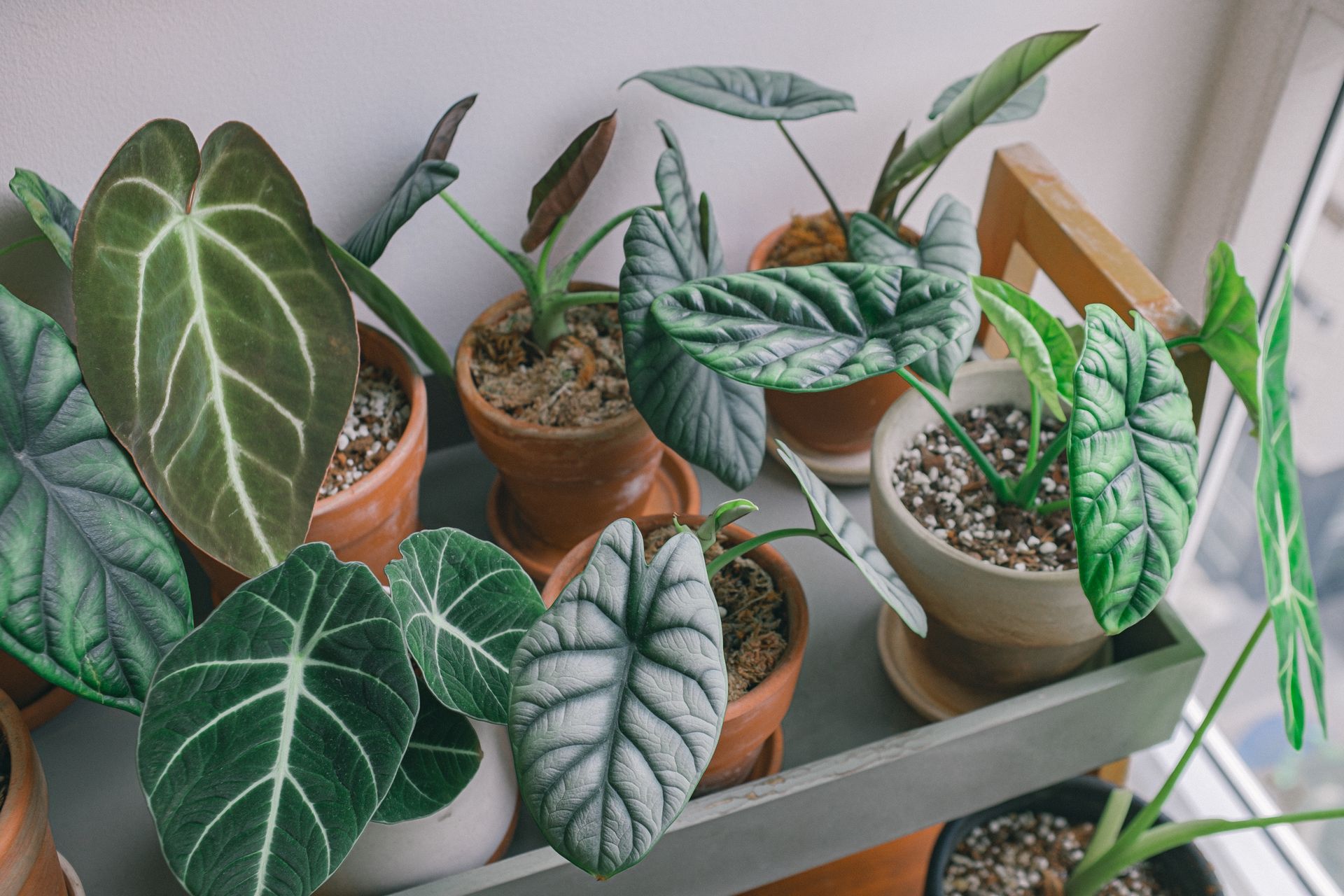 Beautiful alocasia houseplants in pots by a sunlit window, showcasing detailed foliage.
