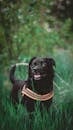 Black Labrador Retriever on Green Grass Field