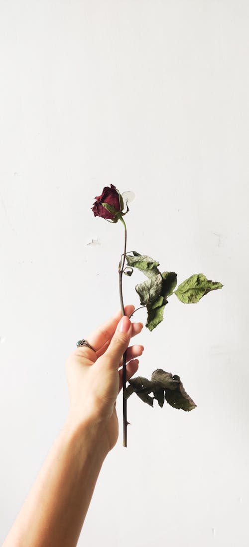 Free Hand Holding Dried Rose Stock Photo