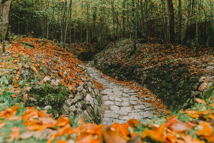 Cobblestone Pathway Between Forest Trees