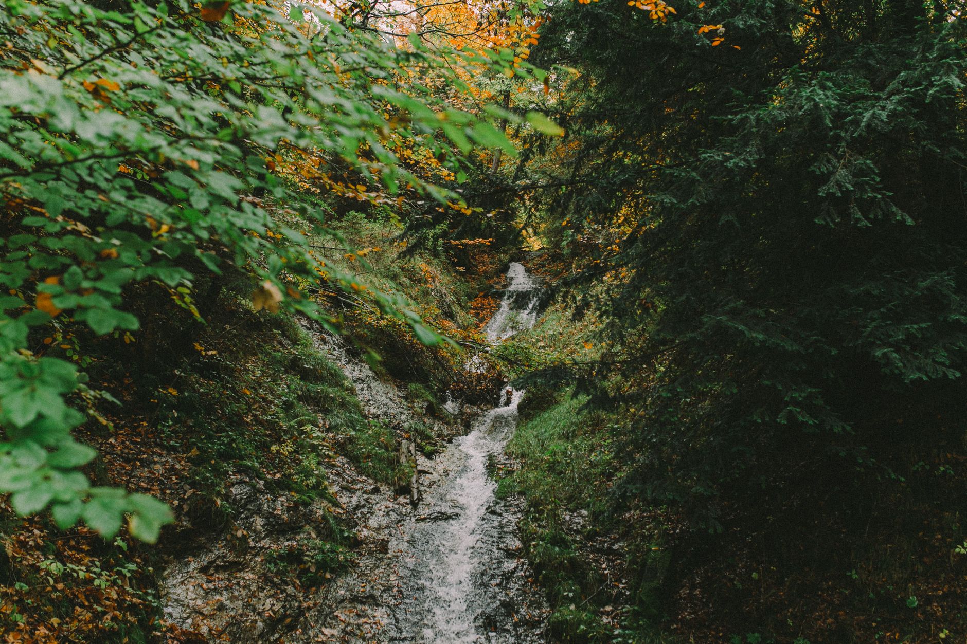 A tranquil waterfall flowing through a lush forest during autumn, showcasing nature's beauty.