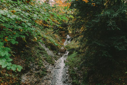 宁静的瀑布在秋天流经郁郁葱葱的森林，展现了大自然的美丽
