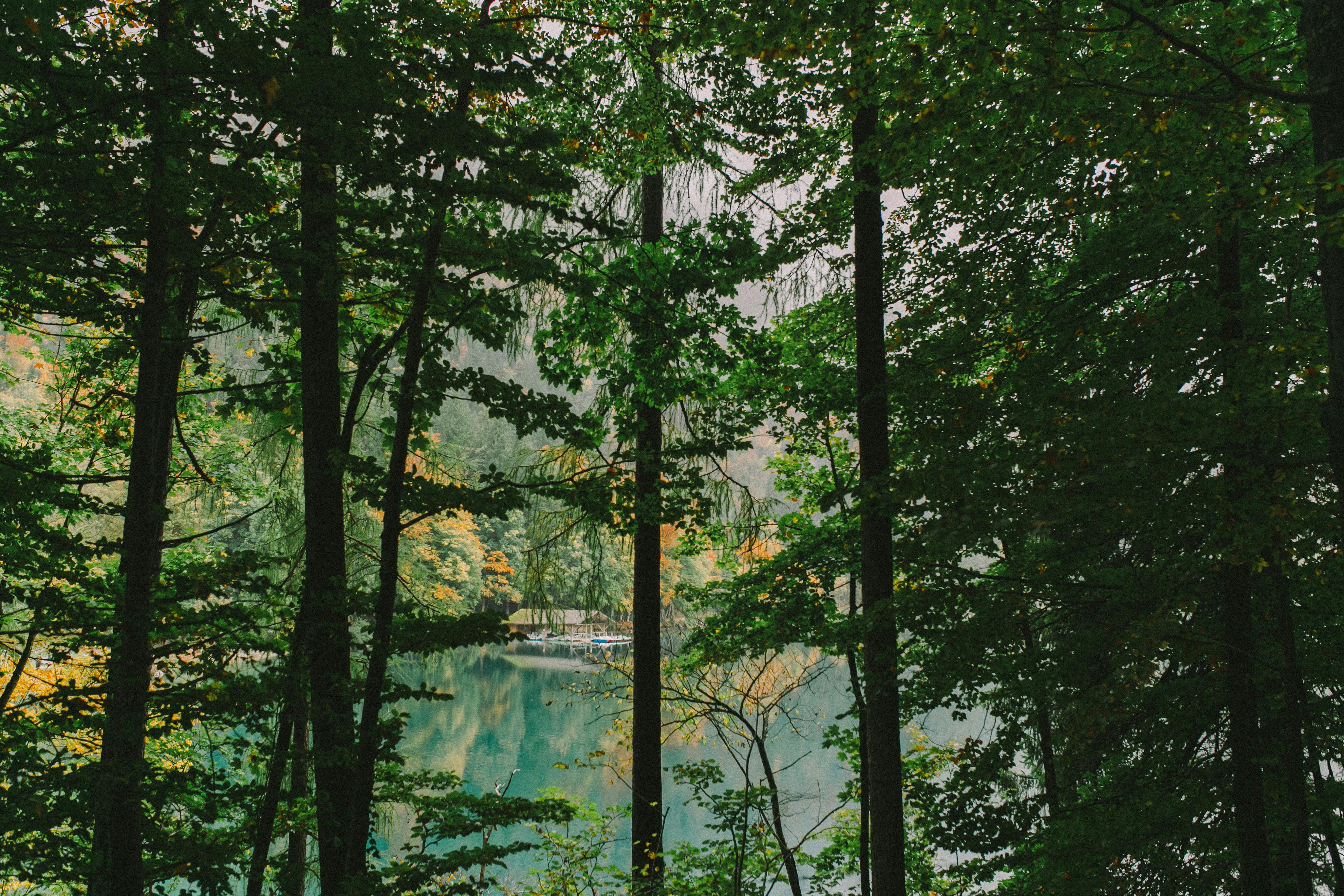 宁静的森林中，郁郁葱葱的树木环绕着平静如镜的湖泊，一派宁静祥和