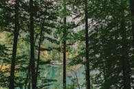 宁静的森林中，郁郁葱葱的树木环绕着平静如镜的湖泊，一派宁静祥和