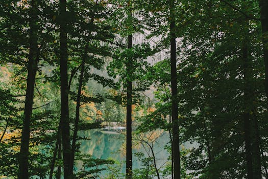 宁静的森林中，郁郁葱葱的树木环绕着平静如镜的湖泊，一派宁静祥和