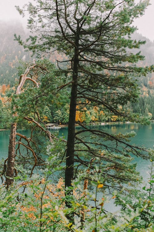 무료 가을, 가지, 감정적인의 무료 스톡 사진