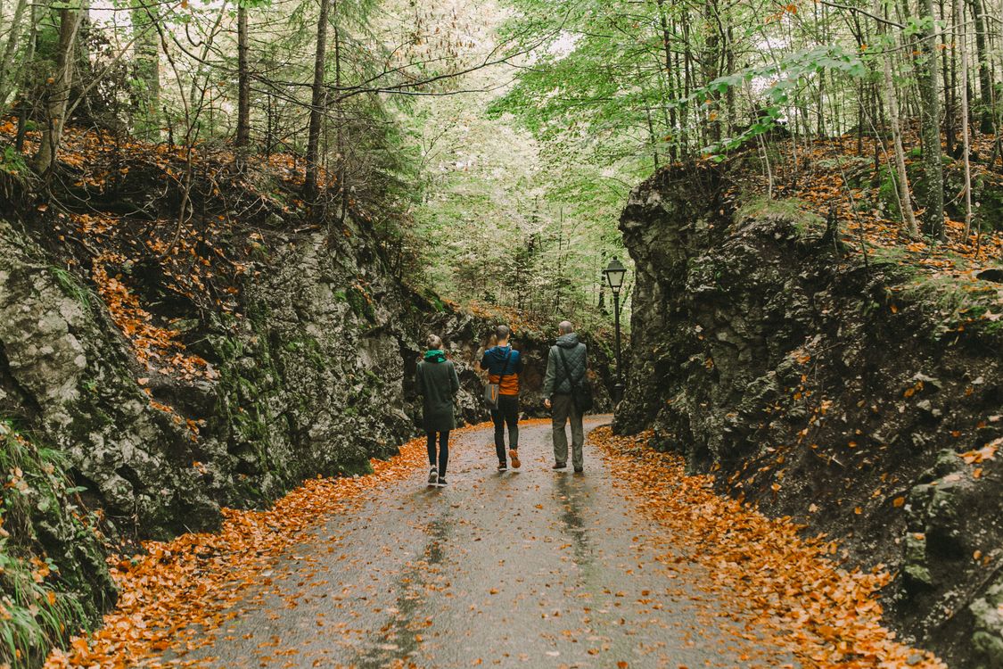 People Walking on Pathway Between Green Trees · Free Stock Photo