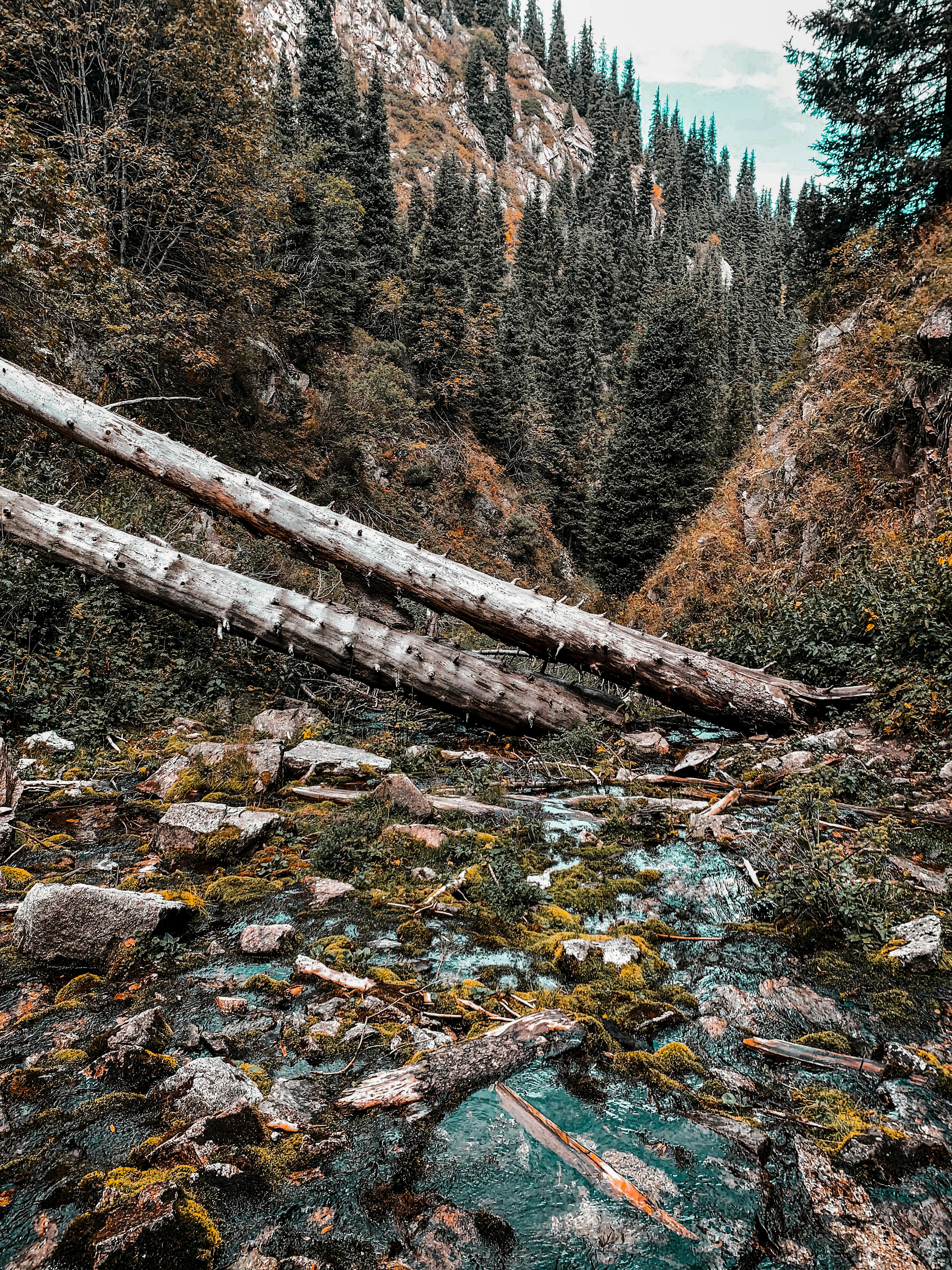 wood logs on a forest