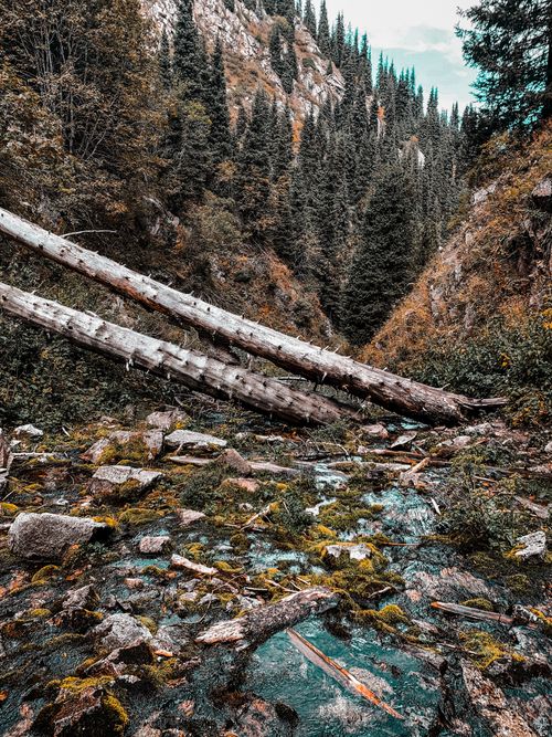Free A picturesque view of a stream flowing through a lush alpine forest in Almaty, Kazakhstan. Stock Photo