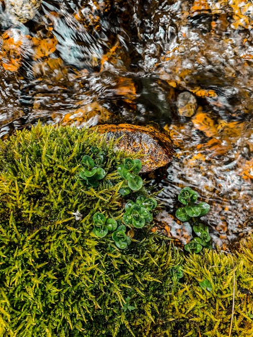 Free stock photo of green, riverwall