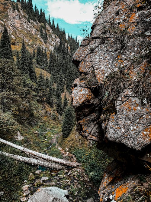 Free stock photo of creek, forest, mountains