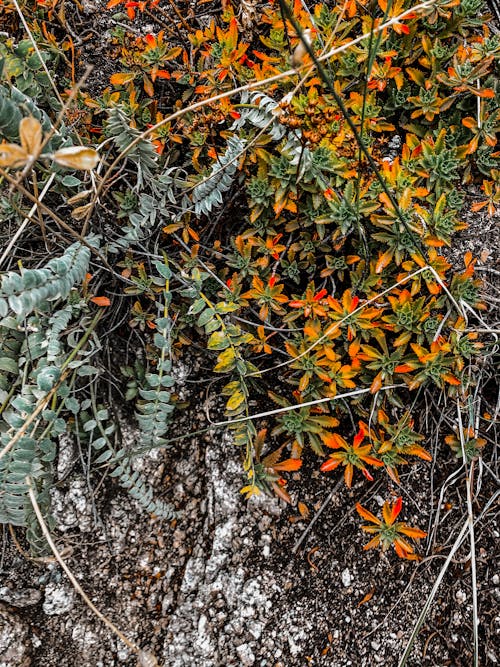 Free stock photo of herbes