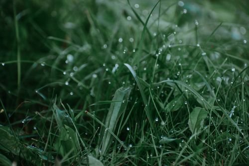 Free Closeup of fresh wet grass and leaves with dew drops growing in field in summer day Stock Photo