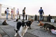 People Walking on the Street With White and Black Cat
