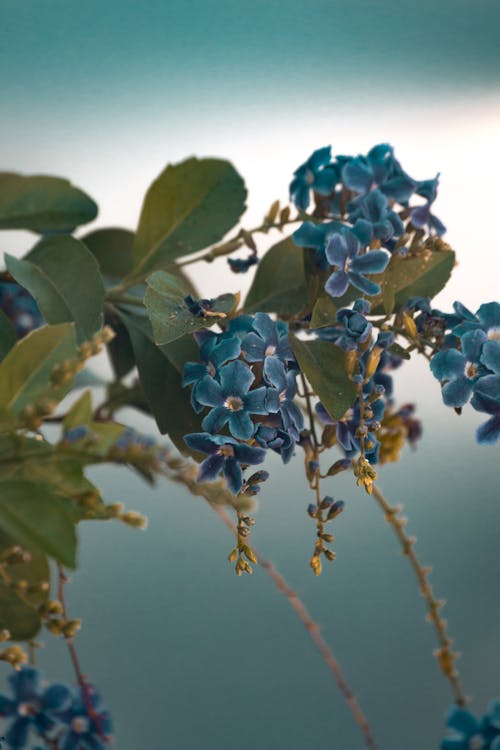 Branch with blooming blue flowers in nature